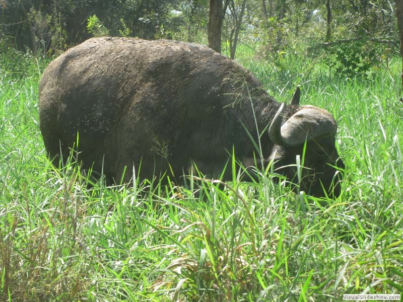 Büffel, gehört zu den Ugly Five