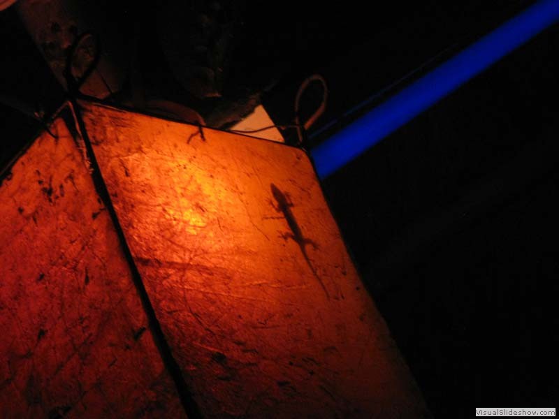 Gecko by night