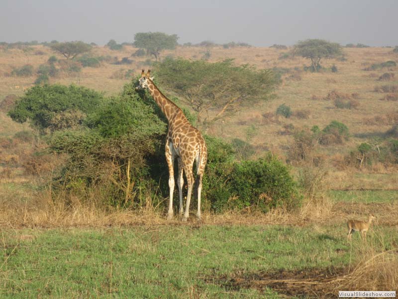 Giraffe beim Frühstück