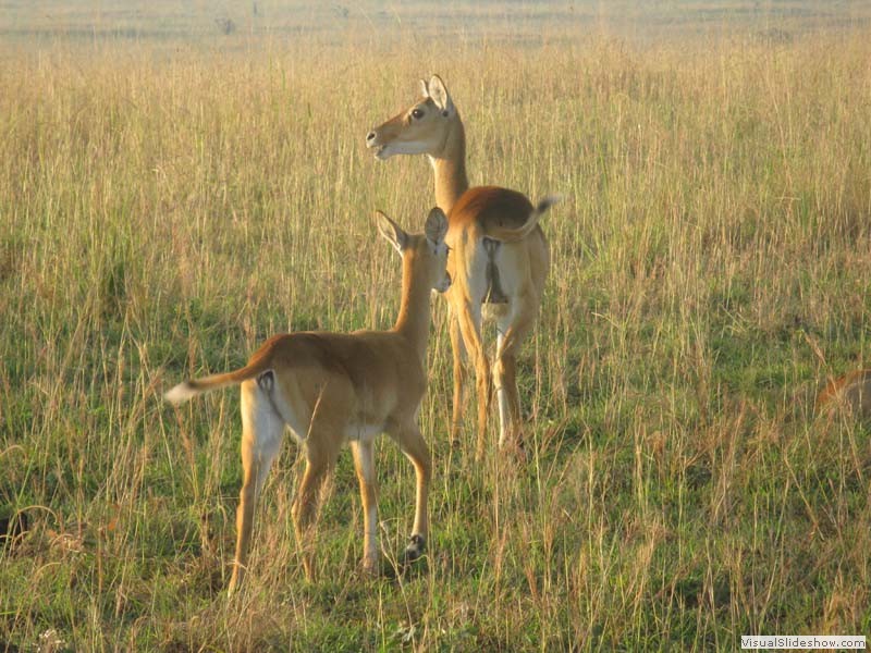 Jackson Heartbeest - Mutter mit Kind