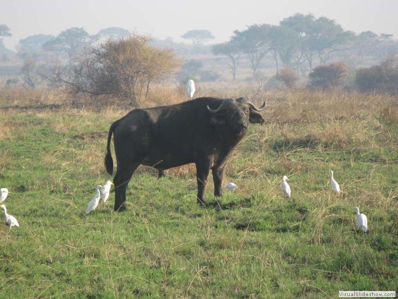 Sie lieben Ihn, seine Flöhe