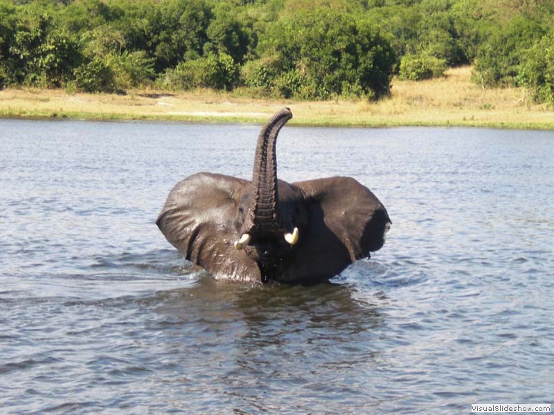 swimming Elefant