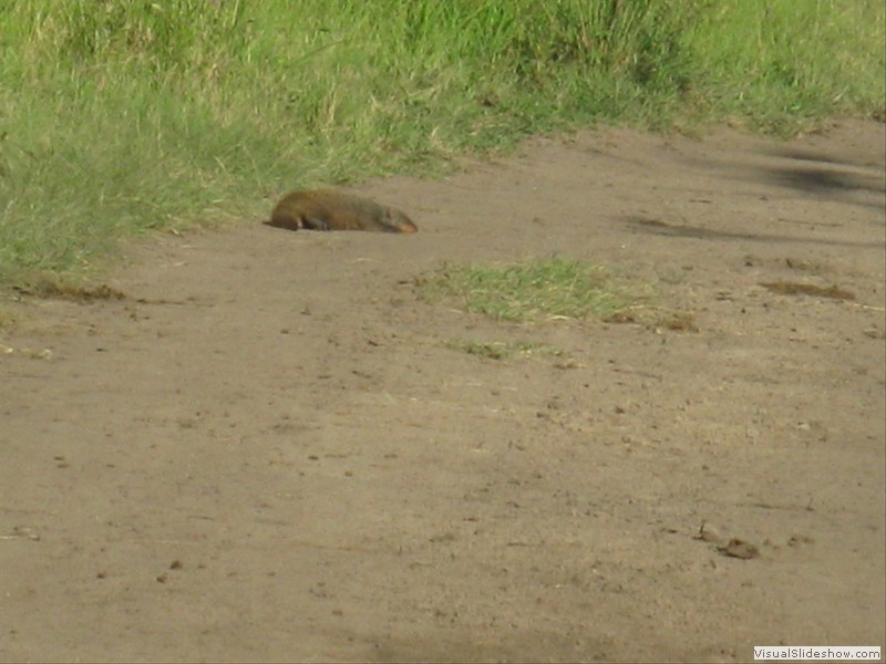 Bieber, Ratte  - putzig