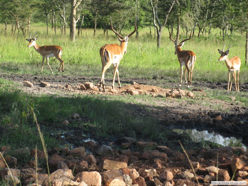 Impalas