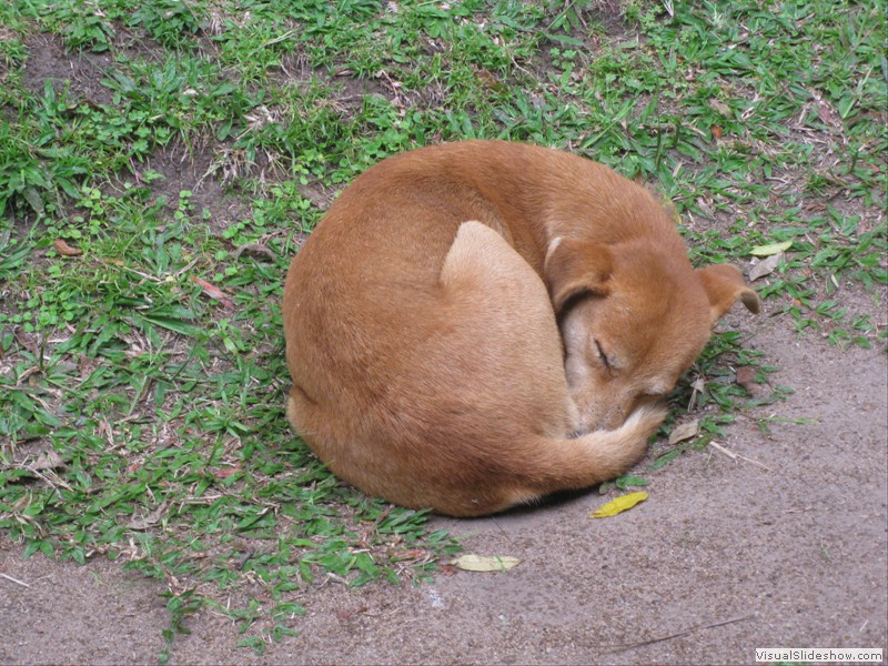 typischer Afrikahund
