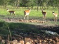 Impalas